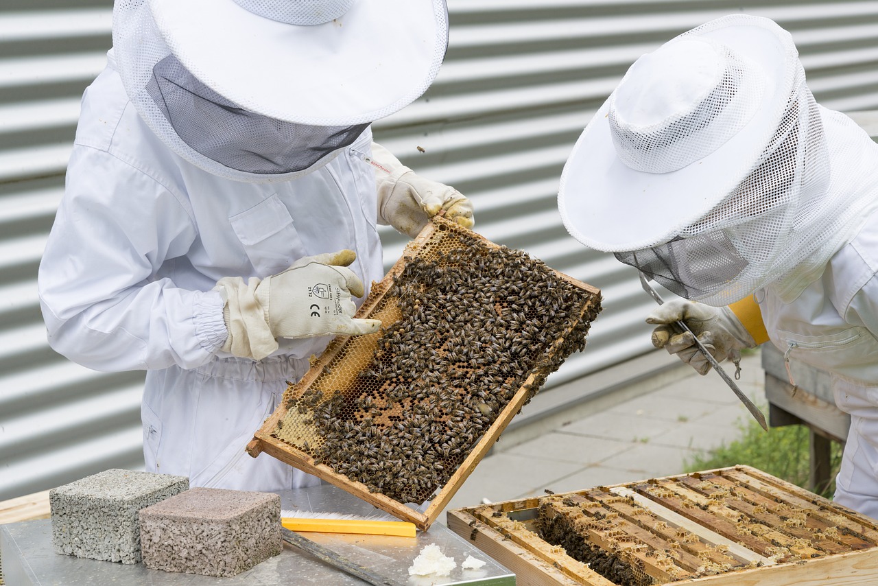 Lot Matériel Apicole Ancien pour apiculture ou collection